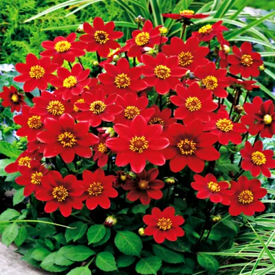Produktbild von Dahlie Knolle Sommerblumen Herbstblumen Rigoletto-Dahlie Top Mix Red 1 St.