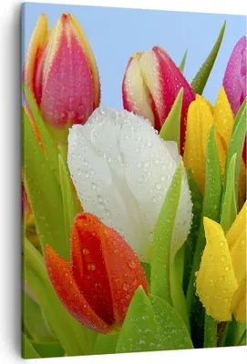 Produktbild von Bild auf Leinwand - Leinwandbild - Einteilig - Tulpen Blumenstrauß Blumen Tau - 50x70cm - Wand Bild - Wanddeko - Wandbilder - Leinwanddruck - Wanddekoration - Leinwand bilder - Wandbild - PA50x70-2526