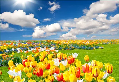 Produktbild von Wallario Fototapete Vliestapete, seidenmatte Oberfläche, einfache Verarbeitung, Größe 200 x 140 cm, Motiv Tulpenwiese unter blauem Himmel