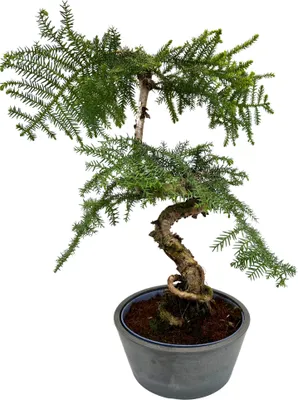 Produktbild von Zimmerpflanze Araucaria Cunninghsmii P25 Bonsai