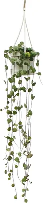 Produktbild von Zimmerpflanze zum Hängen - Ceropegia woodii - Leuchterblume - 10cm Ampel
