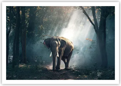 Produktbild von Poster - Poster ohne Rahmen - elefant natur - 100x70 cm - Wand Bild - Wanddeko - Wandbilder - Kunstposter - Wandposter - Bilder - Kunstdruck - Wanddekoration - Wandbild - P2XAA100x70-3972