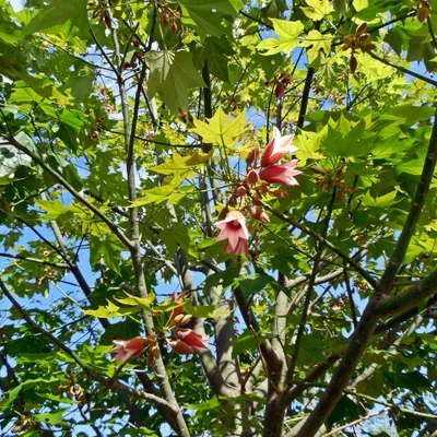 Produktbild von Spitzenrindenbaum (Brachychiton discolor)  - 10 Samen