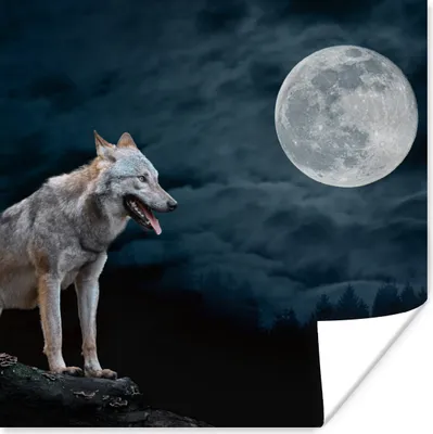 Produktbild von MuchoWow® Poster Wolf - Mond - Nacht - Tiere - Porträt 100x100 cm - Babyzimmer