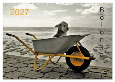 Produktbild von Bolonka 2027 (Wandkalender 2027 DIN A2 quer), CALVENDO Monatskalender