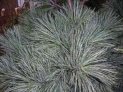 Produktbild von Pinus strobus Secrest  - Zwerg-Weymouths Kiefer  - 70-80cm