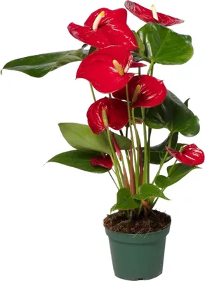 Produktbild von Hello Plants Anthurium Rot Flamingopflanze - Ø 12 cm Topf - Höhe: 40 cm
