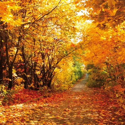Produktbild von Wälder Kunstdruck Bild - Magische Herbstfarben, Wald-Pfad (100 x 100 cm)