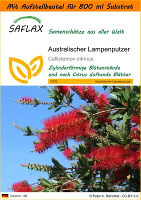 Produktbild von SAFLAX - Garden in the Bag - Australischer Lampenputzer - 400 Samen - Mit Anzuchtsubstrat im praktischen, selbst aufstellenden Beutel - Callistemon citrinus