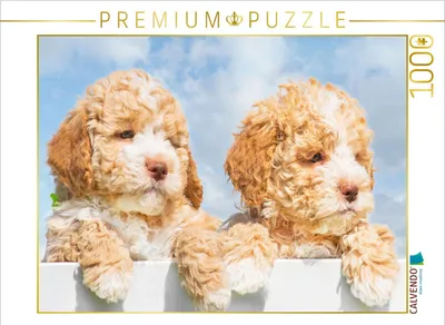 Produktbild von CALVENDO Puzzle Vorsicht - Kuschelalarm | 1000 Teile Lege-Größe 64x48cm Foto-Puzzle für glückliche Stunden
