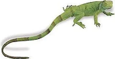 Produktbild von Safari spieltier Baby-Leguan 35 cm grün