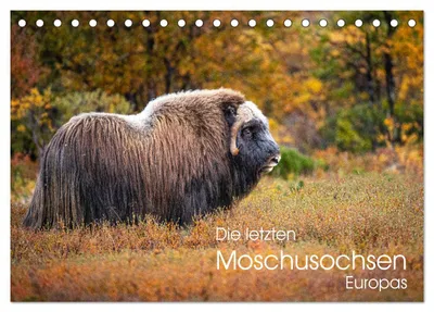 Produktbild von Die letzten Moschusochsen Europas (Tischkalender 2027 DIN A5 quer), CALVENDO Monatskalender
