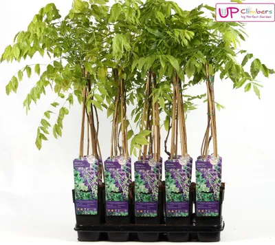 Produktbild von Wisteria sinensis 'Prolific' - Modrá dešťová popínavá rostlina - Ø15cm - Výška 65cm - Rychle rostoucí