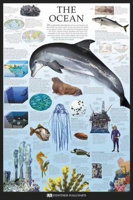 Image de Educational - The Ocean - Dorling Kindersley Océan Poster éducatif - Impression de poster