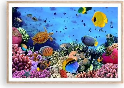 Produktbild von Gerahmtes Poster - Rahmen in heller Eiche - Korallenriff - 100x70 cm - Wand Bild - Wanddeko - Wandbilder - Kunstposter - Wandposter - Bilderrahmen - Bilder - Kunstdruck - Wandbild - P2NAA100x70-3569