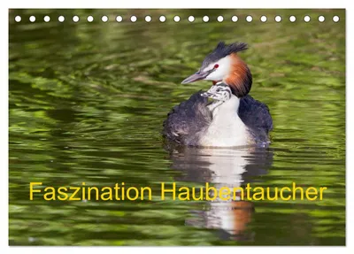 Produktbild von Faszination Haubentaucher (Tischkalender 2027 DIN A5 quer), CALVENDO Monatskalender
