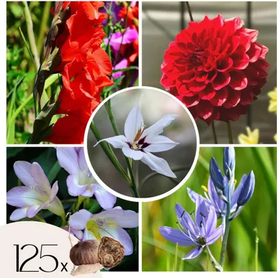 Zdjęcie produktu dla Cebulki kwiatowe holenderskie - 125 szt - Gladiolus, Dahlia, Freesia