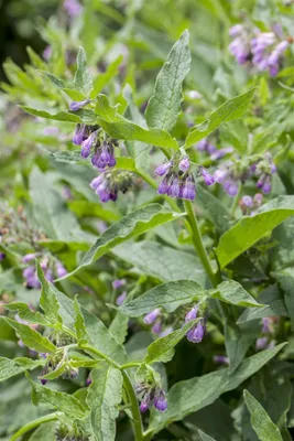 Produktbild von Symphytum officinale, Beinwell, ca. 11x11 cm Topf, robust