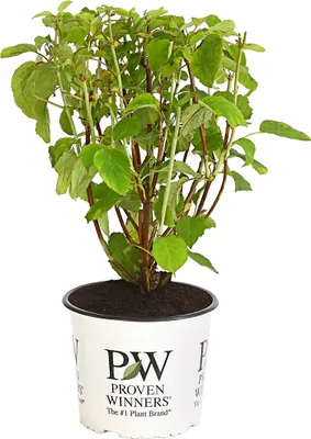 Produktbild von Dehner Schneeball-Hortensie Strong Annabelle®, creme-weiße Blütenbälle, ca. 40-50 cm, Zierstrauch