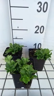 Produktbild von 6 x  Phlox stol. 'Alba' - Flammenblume - Topf 9 x 9 cm