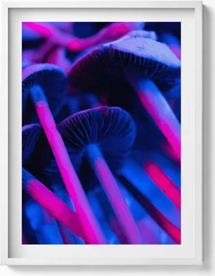 Produktbild von Magische farbige Pilze– Wandbild mit Rahmen – Gerahmtes Bild  – Wanddekoration – 60x80 cm –  Weiß Rahmen