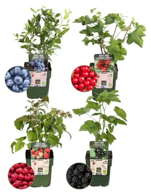 Produktbild von Plants by Frank | Fruchtparadies Obstpflanzen Mix | Himbeerstrauch | Heidelbeerstrauch | 100% Biologisch | Gartenpflanzen