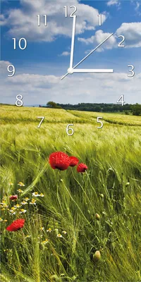 Produktbild von Wallario Design Wanduhr bedruckt, Größe 30 x 60 cm, Motiv: Mohnblumenwiese auf grüner Wiese unter blauem Himmel