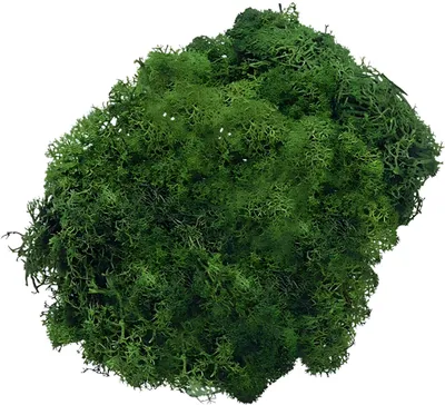 Produktbild von KNORR PRANDELL 216695469 Islandmoos Naturmoos gefärbt tannengrün