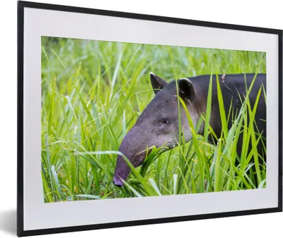 Produktbild von MuchoWow® Gerahmtes Poster Tapir aus Costa Rica 60x40 cm - Poster mit Schwarzem Bilderrahmen Wandposter Rahmen Foto Bilder - Schlafzimmer - Plakat in Rahmen - Drucken