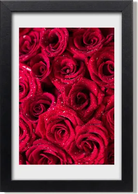 Produktbild von Bild 20x30 MDF-Rahmen, Wandkunst Rote Rosen