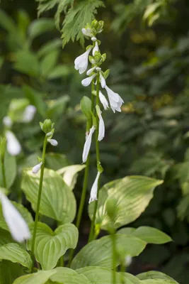 Produktbild von Hosta plantaginea 'Royal Standard', Duftende Funkie, ca. 11x11 cm Topf