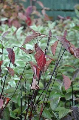 Immagine prodotto di Cornus alba 'Kesselringii' - Corniolo in contenitore da 60-80 cm