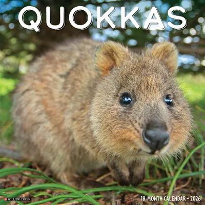 Produktbild von Quokkas 2026 Wandkalender