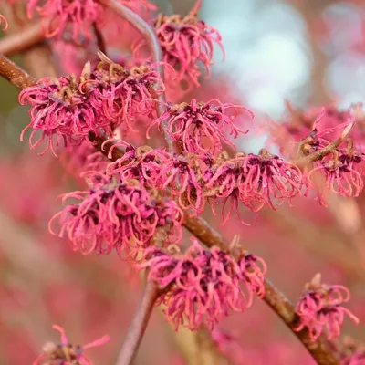 Produktbild von Hamamelis vernalis ‘Amethyst’, Purpur-Zaubernuss, 2-Liter-Topf