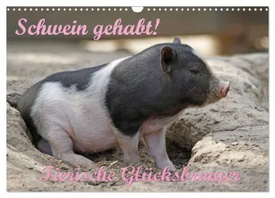 Produktbild von Schwein gehabt! (Wandkalender 2026 DIN A3 quer), CALVENDO Monatskalender