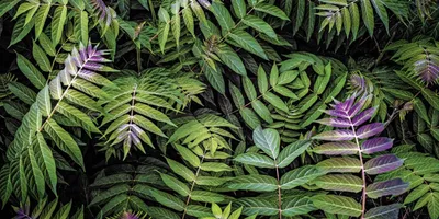 Produktbild von Keilrahmenbild Greemleves 90 x 45 cm