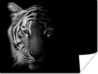 Produktbild von MuchoWow® Poster Tiger - Tiere - Wild - Schwarz - Weiß 160x120 cm - Foto Plakat