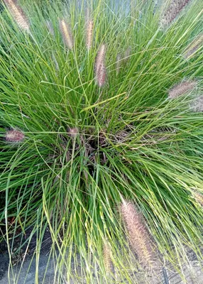 Image de 3 pots de Pennisetum alopecuroides Hameln en pot de 3 L