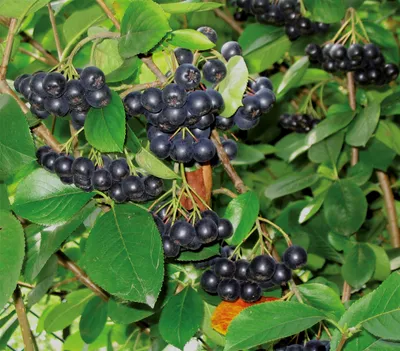 Produktbild von Dehner Apfelbeere Aronia Viking, insektenfreundlich, ca. 40-60 cm, 3 l Topf, Beerenstrauch