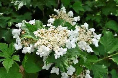Image de Viburnum carlcephalum - Snowball 60- 80 cm - Container