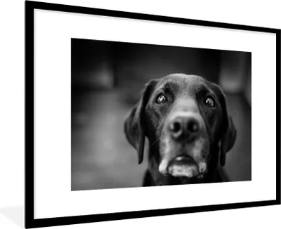 Produktbild von MuchoWow® MuchoWow® Gerahmtes Poster Tierprofil Labrador Hund in schwarz und weiß 90x60 cm - Poster mit zchwarzem Bilderrahmen - Wanddekoration - Fotos