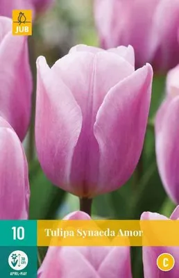 Obrázok produktu pre Tulipány Synaeda Amor (10 kusov) | Žiarovky tulipánov od spoločnosti Jub Holland