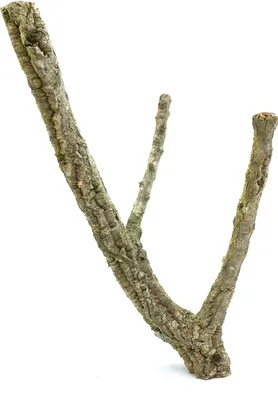 Zdjęcie produktu dla Żerdź z Kory Dębu Korkowego -  dla dużych PaPug 50 cm