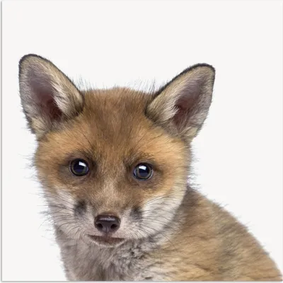 Produktbild von MuchoWow® Poster Fuchs - Tiere - Jungtier - Jungen - Mädchen - Kind 75x75 cm - Wand Dekoration