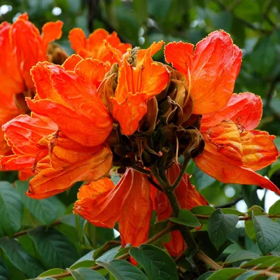 Obrázek produktu pro Africký tulipánovník (Spathodea campanulata)  – 10 semen