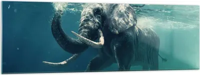 Produktbild von Bilder auf glas - Elefant Tier Wasser - 160x50cm - Glasbilder - Wandbilder - Kunstdruck - zum Aufhängen bereit - Wanddekoration aus Glas - Glas Bilder - Wandbild auf Glas - Einteilig - GAB160x50-3944