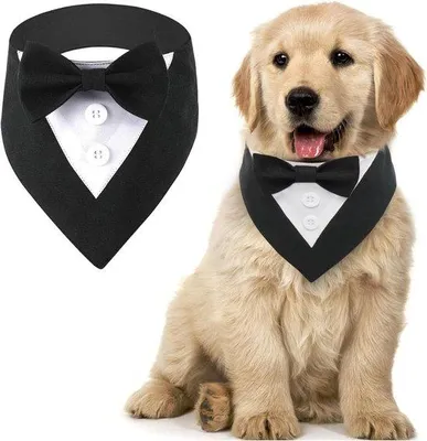 Produktbild von Famanu Hundebandanas für Hochzeiten, Geburtstage und Feiern - Verstellbar und Komfortabel