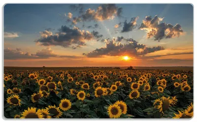 Produktbild von Wallario Frühstücksbrettchen aus Glas, je 14 x 23 cm, mit rutschfesten Füßen, Motiv Sonnenblumenwiese vor Wolken mit Sonnenuntergang