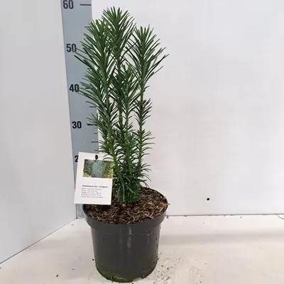 Obrázek produktu pro Cephalotaxus haringtonia 'Fastigiata' – japonská slivoně 'Fastigiata' | 40–50 cm v květináči