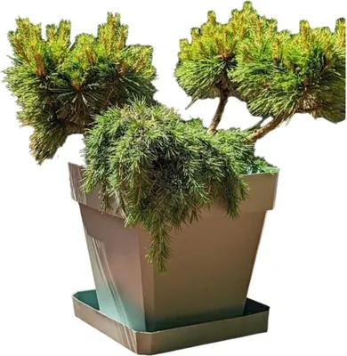 Produktbild von Blumentopf Riviera Braun 50 x 50 cm